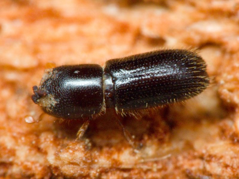 Xyleborinus saxesenii (Ratzeburg, 1837)